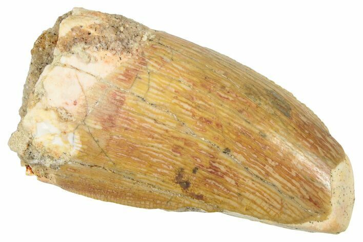 Serrated, Carcharodontosaurus Tooth - Thick Tooth #250560